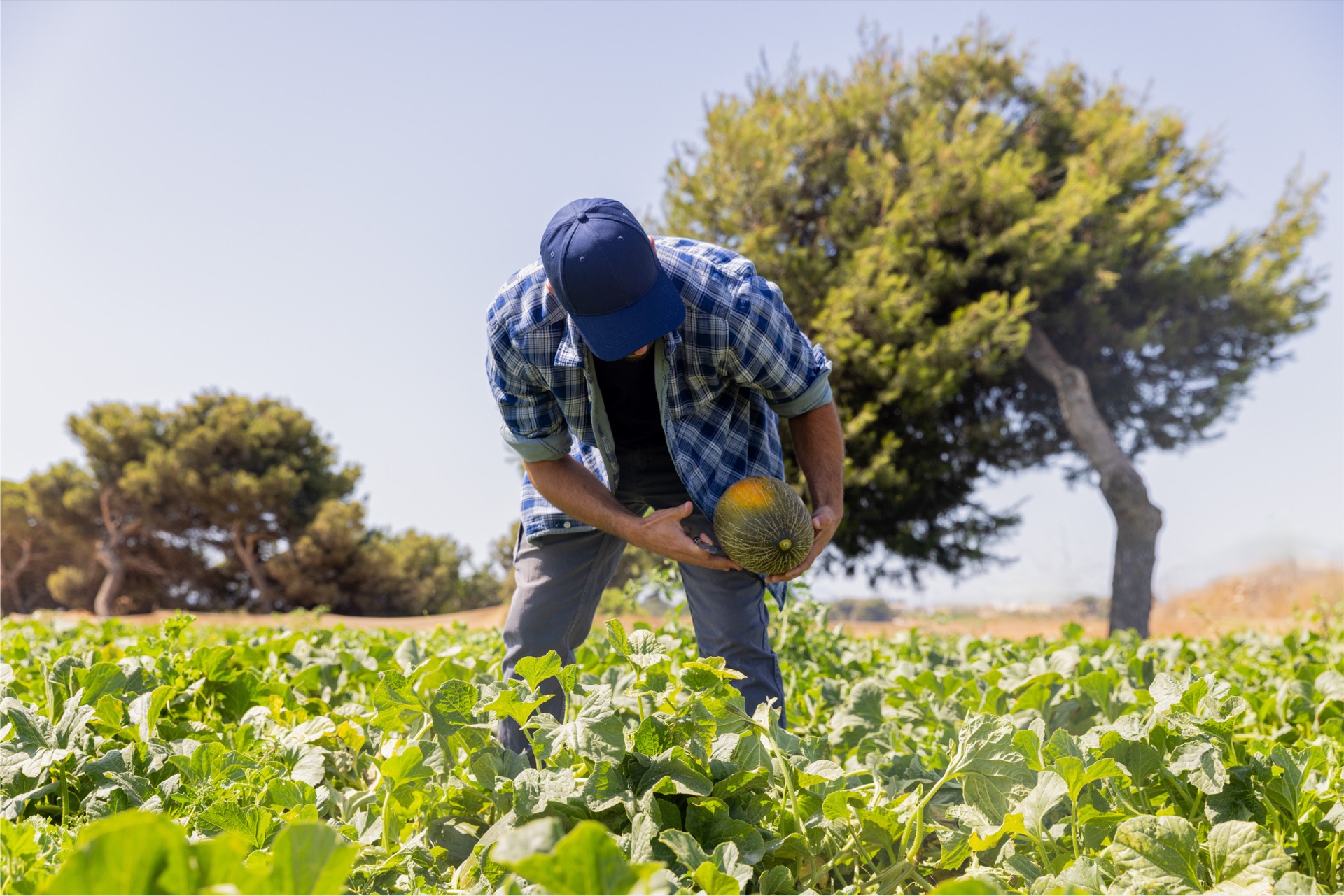 Agricultor trabajando en el campo de Villar Fresh