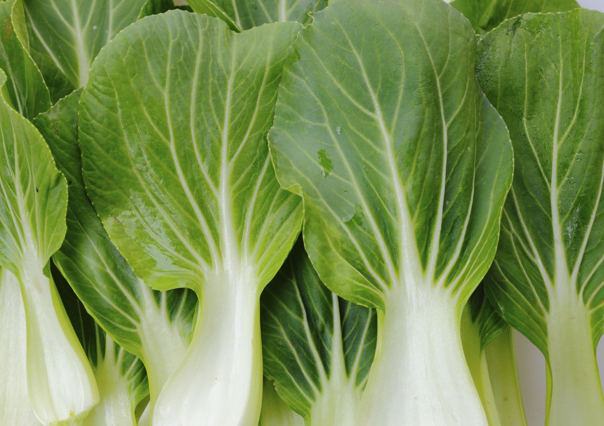 Pak Choi